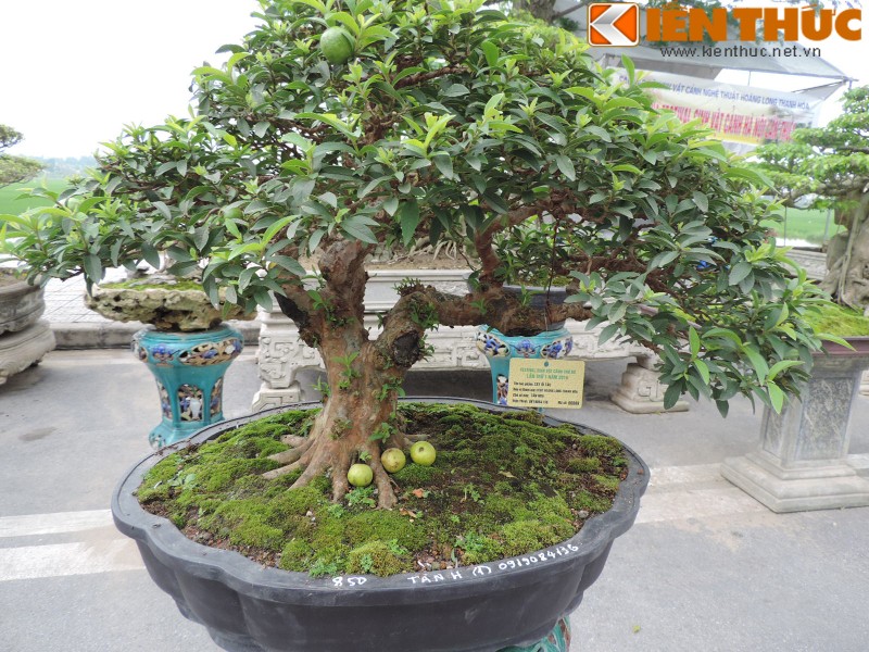 Bonsai an qua sieu doc la hut mat dan Ha Noi